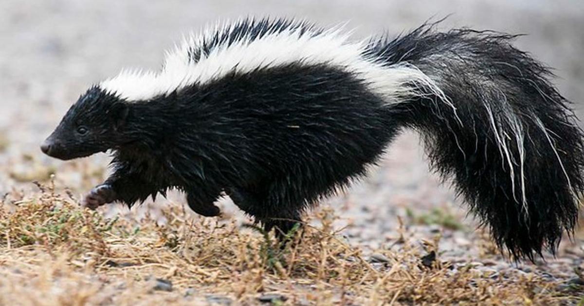 Featured image for "Indiana Health Experts Issue Warning After First Skunk Rabies Case in 20 Years"