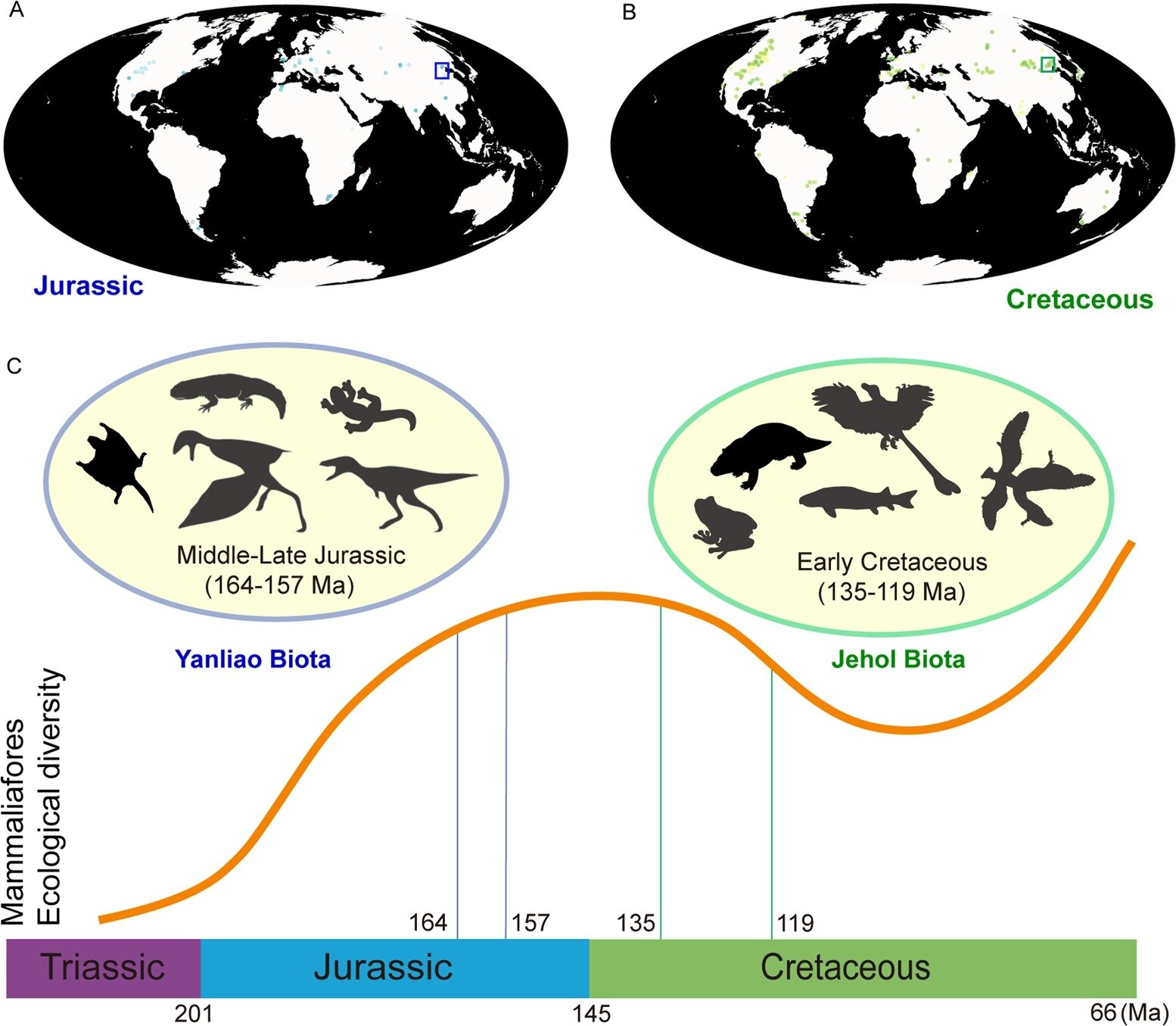Featured image for Exploring Mammal Evolution through China's Yanliao Biota.