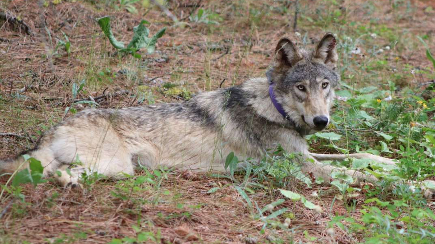 Featured image for "Biden Administration Reinstates Endangered Species Protections Revoked by Trump"