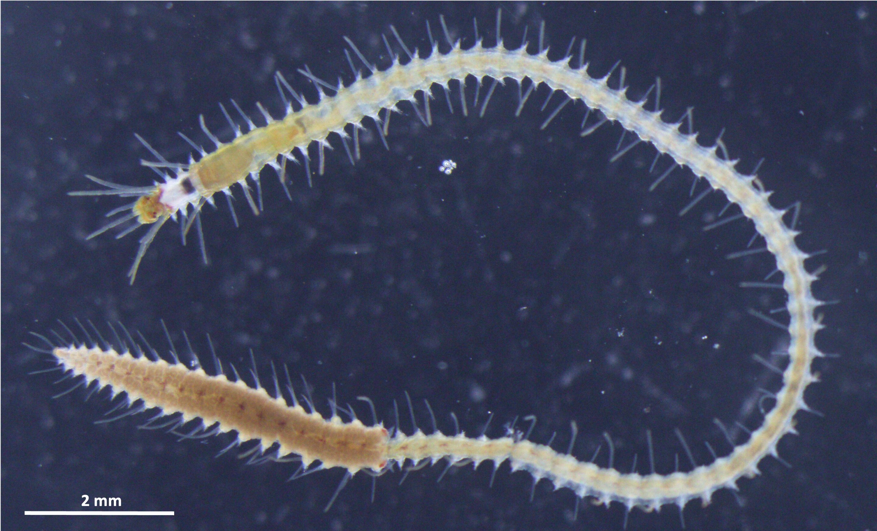 Featured image for The Astonishing Science Behind Sea Worms' Detachable Butts