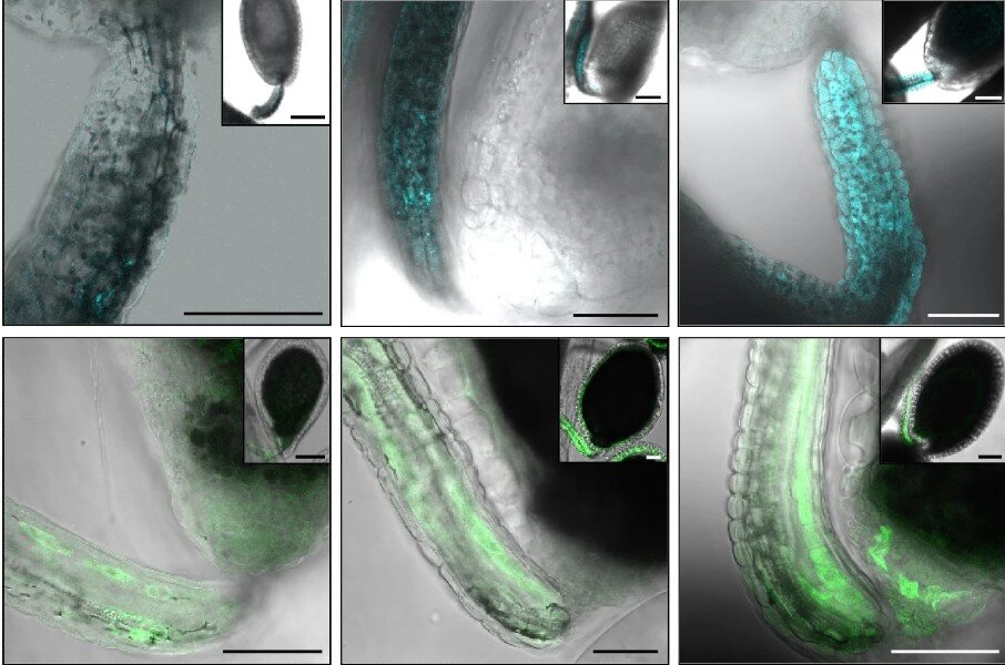 Featured image for Rapeseed protein poised for human consumption breakthrough.