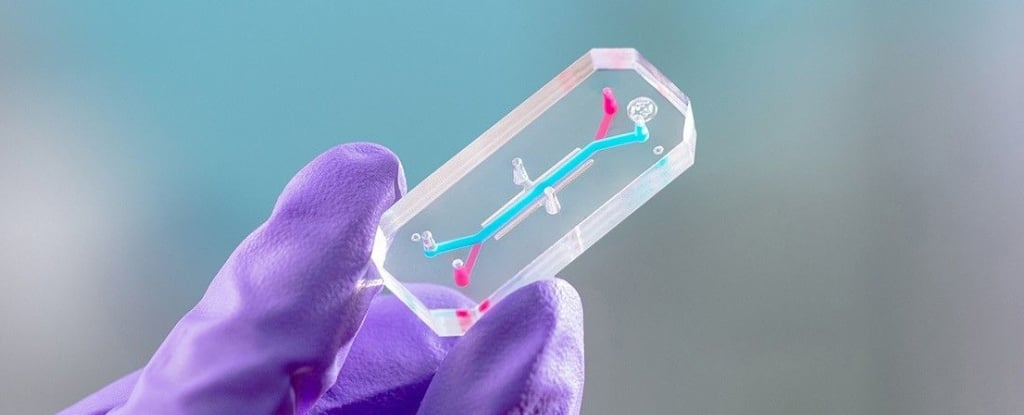 Featured image for Embry-Riddle SPACE Lab Advances Space and Earth Health Research