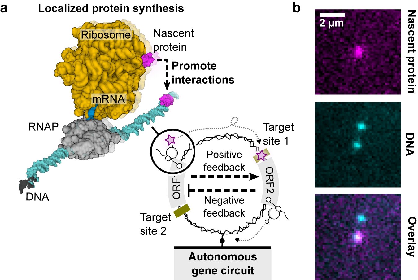Featured image for "Unlocking the Power of Genetic Circuits on Single DNA Molecules"