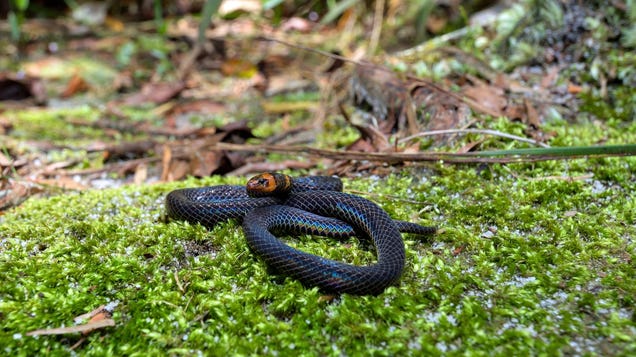 Cartwheeling Snake Species Discovered by Scientists