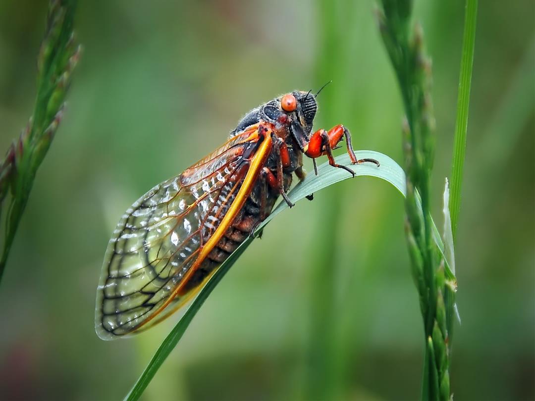 Featured image for "STD-Infected 'Zombie' Cicadas: Trillions Set to Emerge Across the U.S."