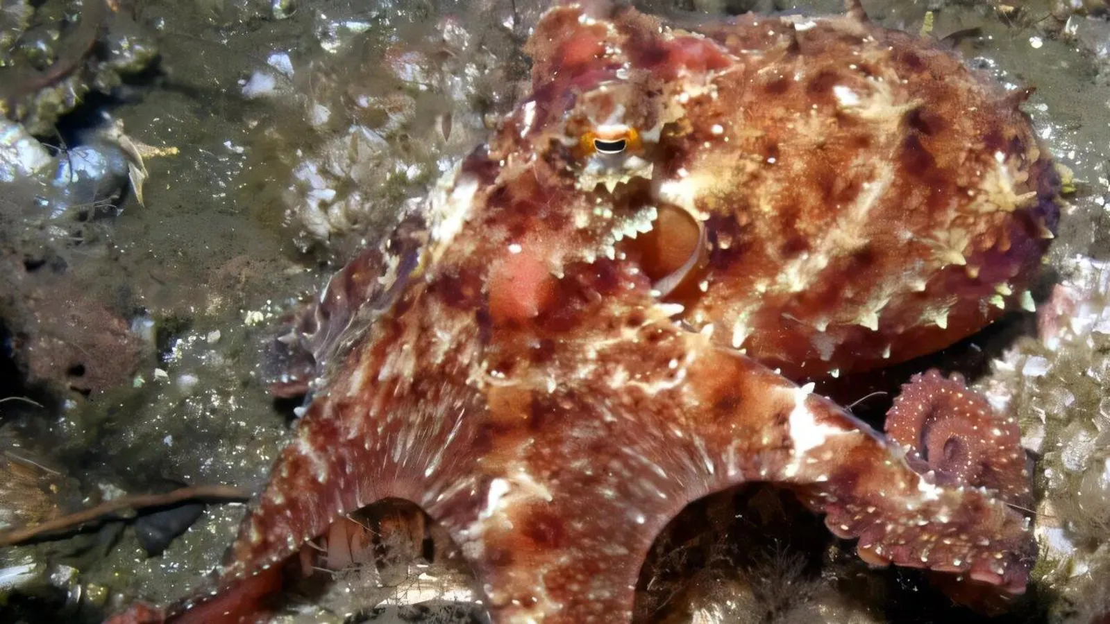 Featured image for Octopus Camouflage: A High-Energy Masterpiece