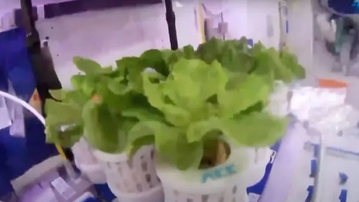 Featured image for China's Successful Space Farming: Growing Lettuce, Tomatoes, and Onions Aboard Tiangong Space Station