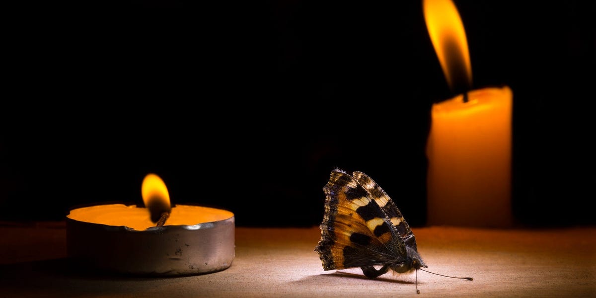 "The Enigma of Insects and Light: Unraveling the Mystery"