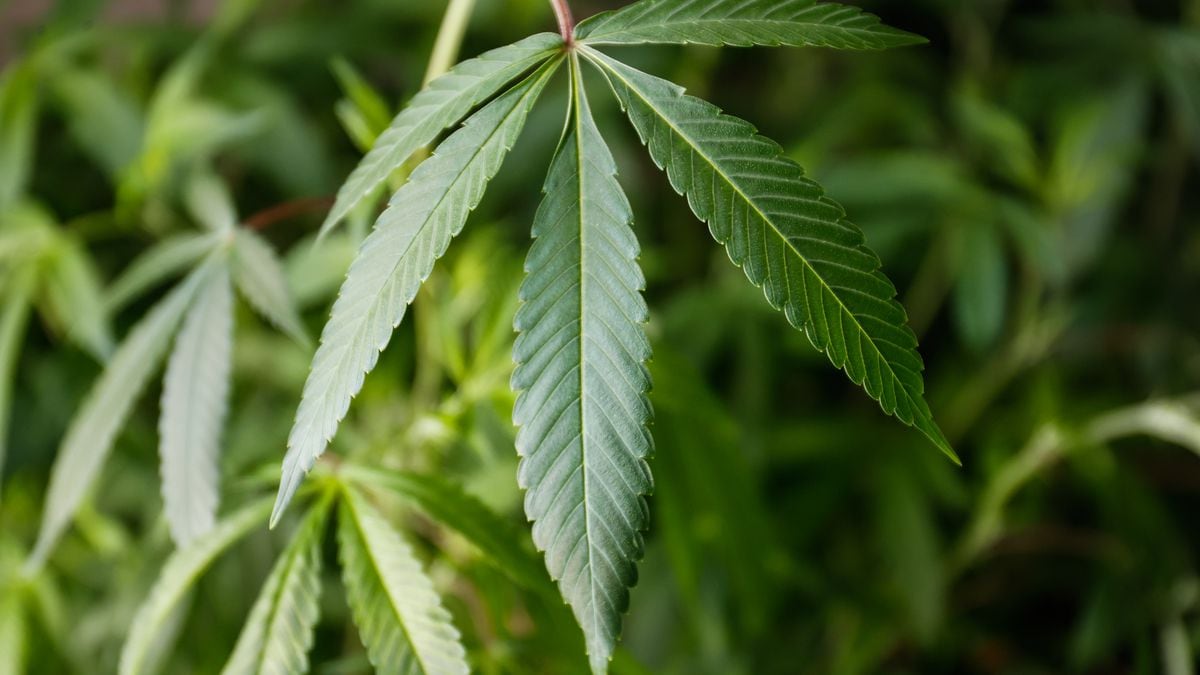 Featured image for "Florida's Recreational Marijuana Ballot Measure and Abortion: Key Legal and Political Developments Explained"