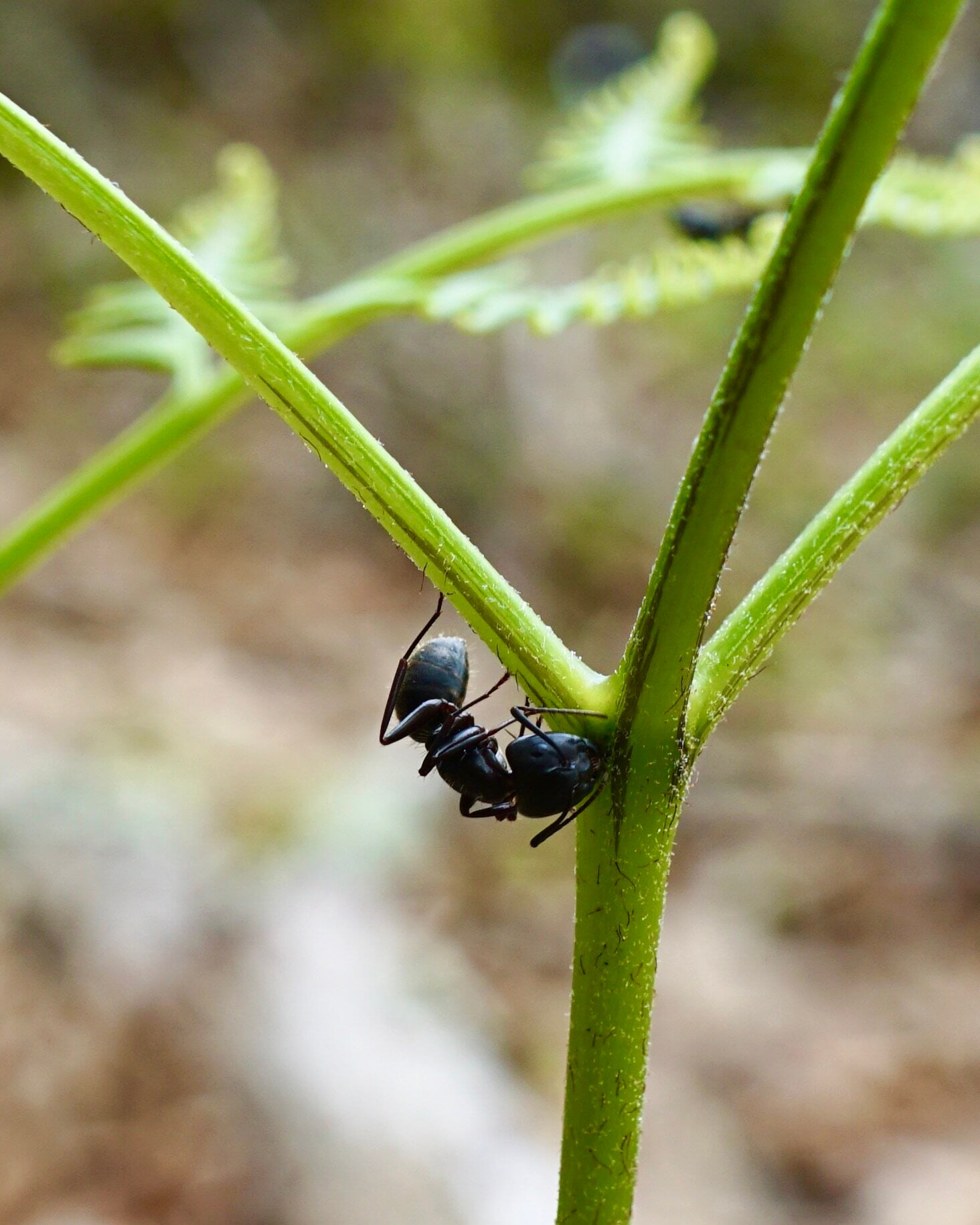 Featured image for "Unveiling Ferns' Sweet Defense Mechanism Evolution"