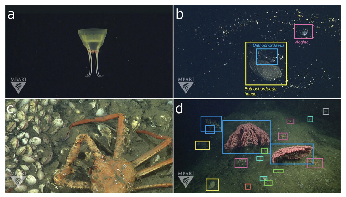 Featured image for "FathomNet: AI-Powered Database Tackles Ocean Data Backlog"