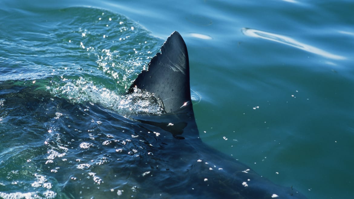 Fatal Shark Attack Shocks Australia as Witnesses Describe Gruesome Scene