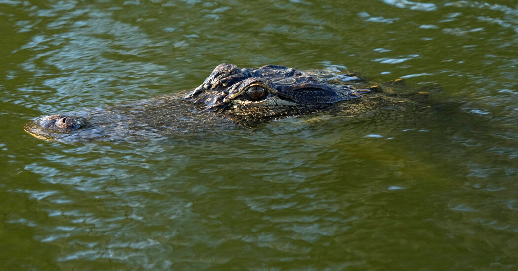 Featured image for Fatal Alligator Attack Claims Life of 69-Year-Old Woman in South Carolina