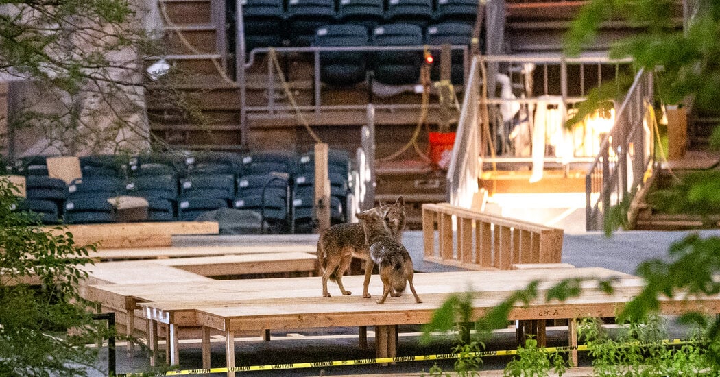 Featured image for Central Park Coyotes' Nighttime Encounter