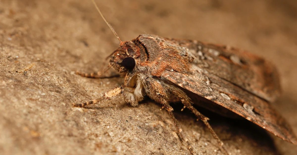Featured image for Australian Bogong Moths Use Stars to Navigate 600 Miles