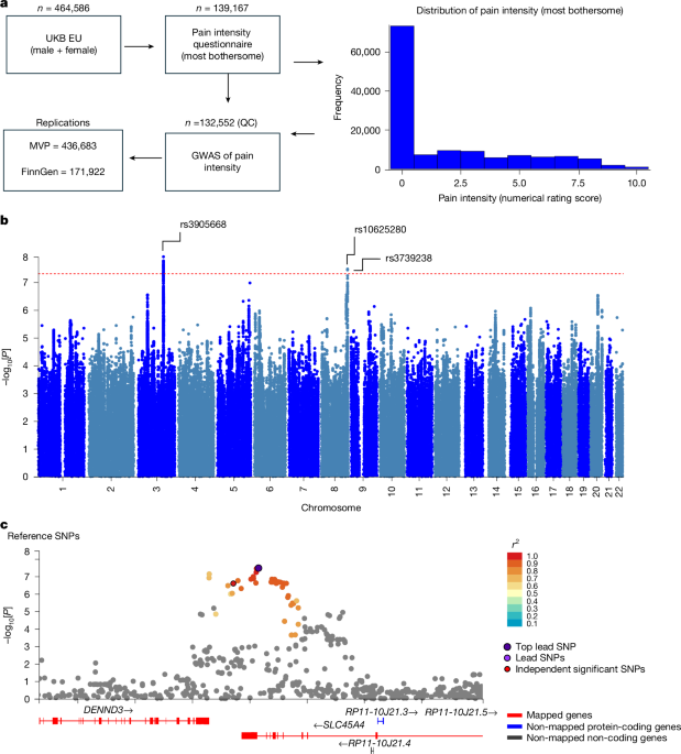 SLC45A4 gene linked to chronic pain offers new treatment prospects