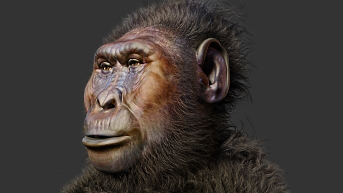 Featured image for Ancient Human Relative Paranthropus boisei Showed Gorilla-Like Traits and Possible Tool Use