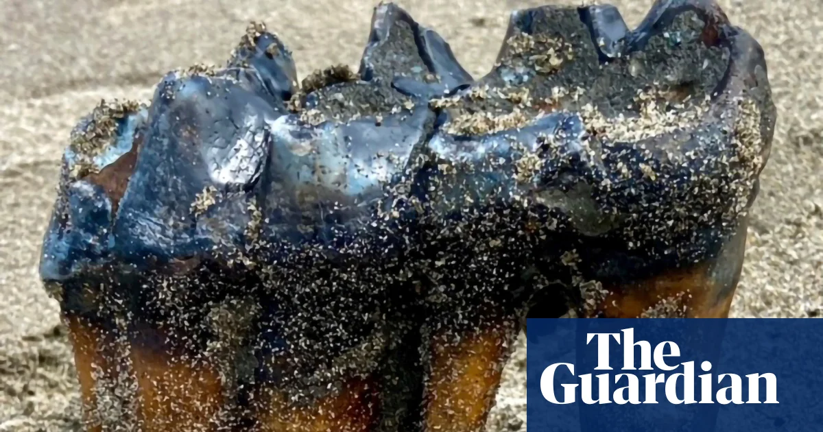 Ancient Mastodon Tooth Discovered on California Beach