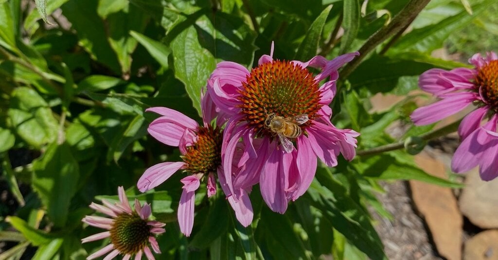 Featured image for "Winning Words: June 7th Spelling Bee Answers"