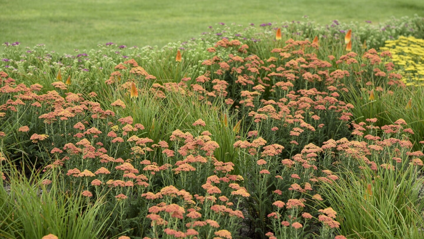 Featured image for Unveiling the Garden Impact of the Color of the Year: Peach Fuzz