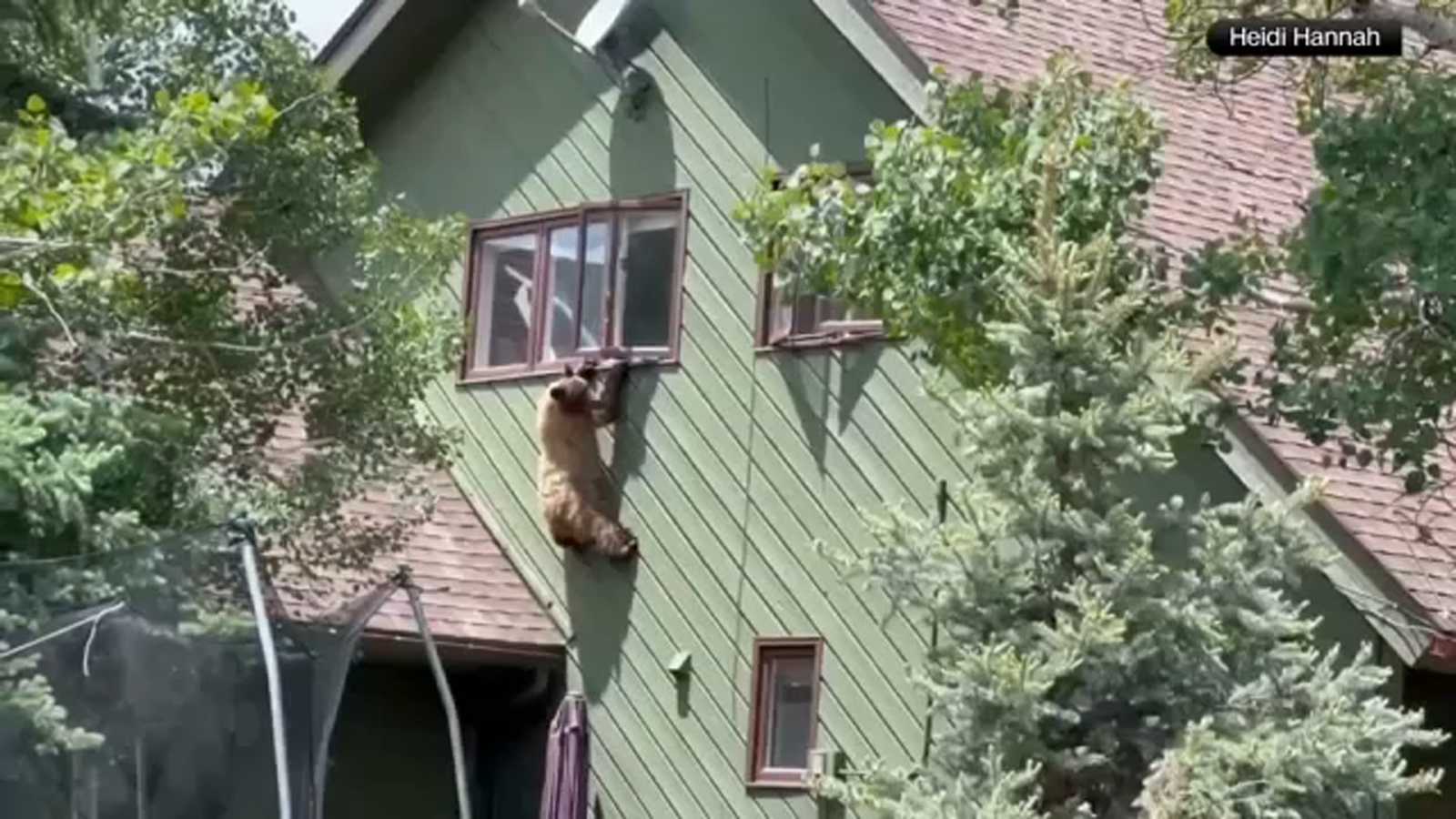 Bear Breaks into Colorado Home Through Second-Story Window and Eats Family's Pork Chops