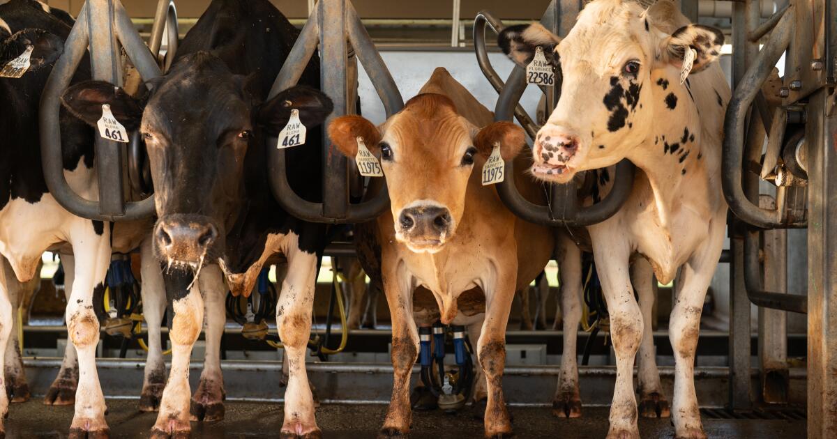 Featured image for Bird Flu Concerns Rise Amidst California's Dairy Operations