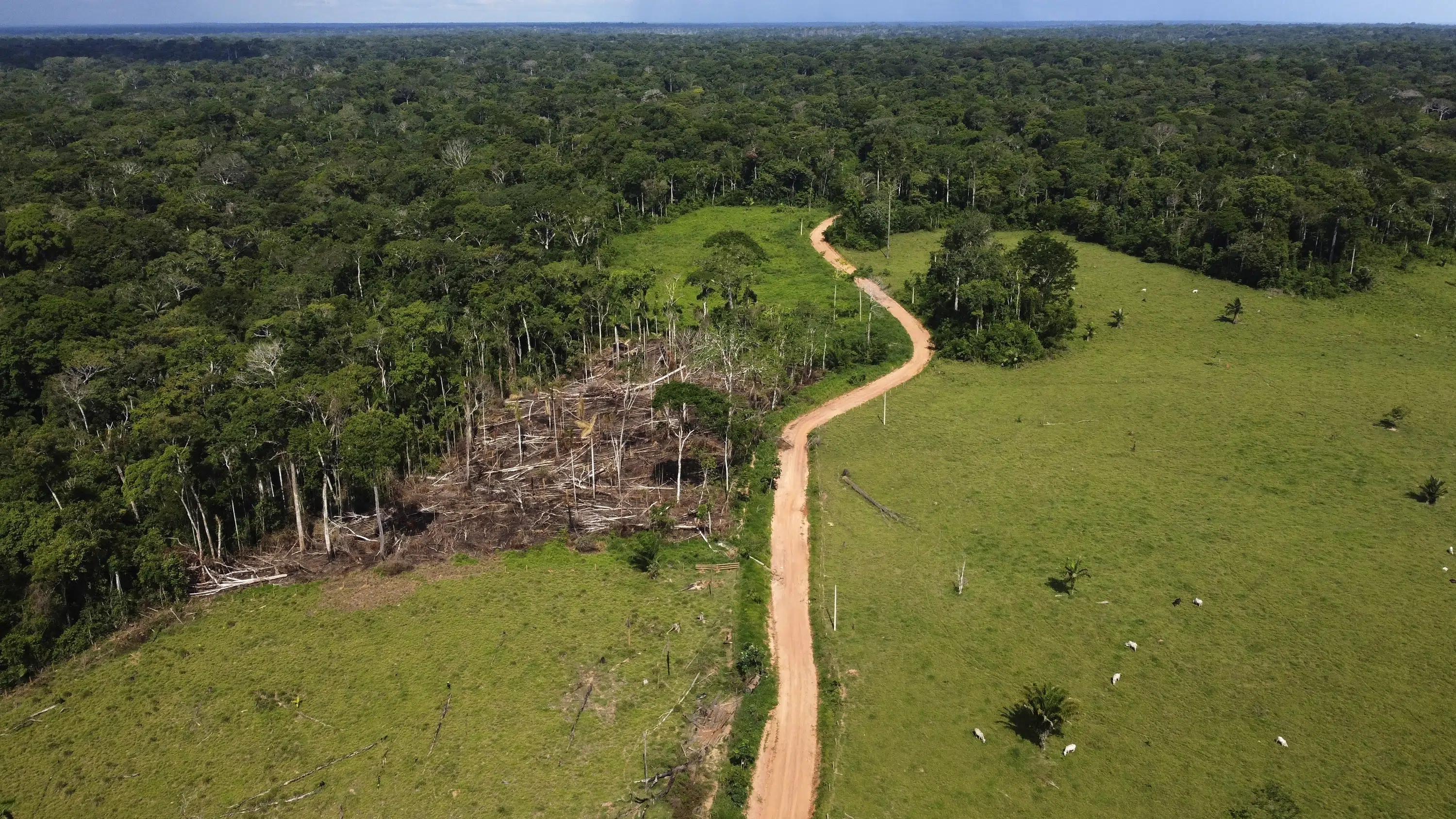 Lula's Plan to End Amazon Deforestation and Boost Climate Action in Brazil