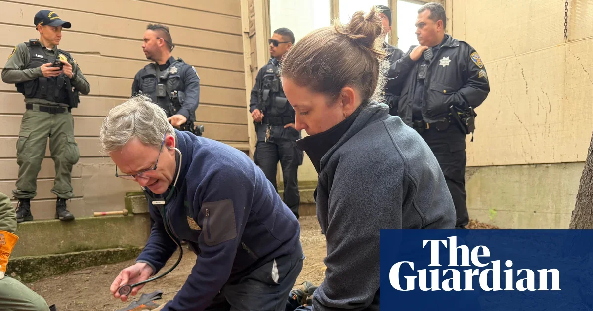 Coyote Walks Through Live TV Shot as San Francisco Mountain Lion Is Captured