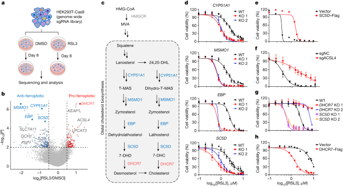 Featured image for "Cholesterol Precursor 7-Dehydrocholesterol Suppresses Ferroptosis Sensitivity in Cells"
