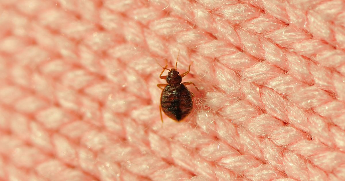"Paris Olympics Threatened by Bedbug Infestation: A Fashionable Nightmare"