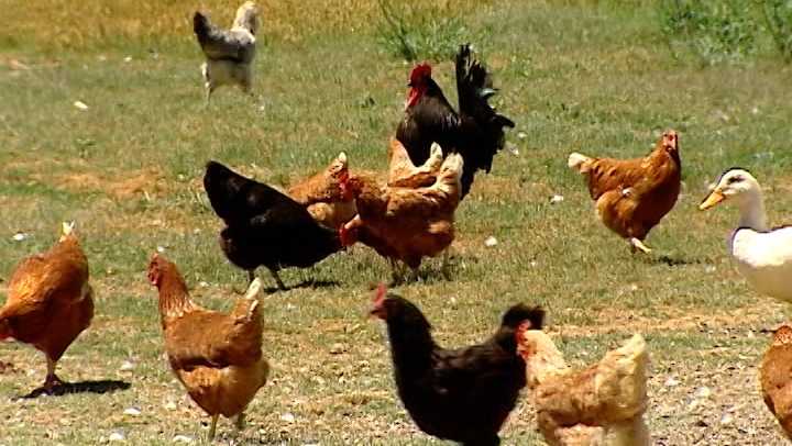 Featured image for "South Carolina Officials Issue Avian Flu Warning for Backyard Poultry Following Major Bird Die-Off"