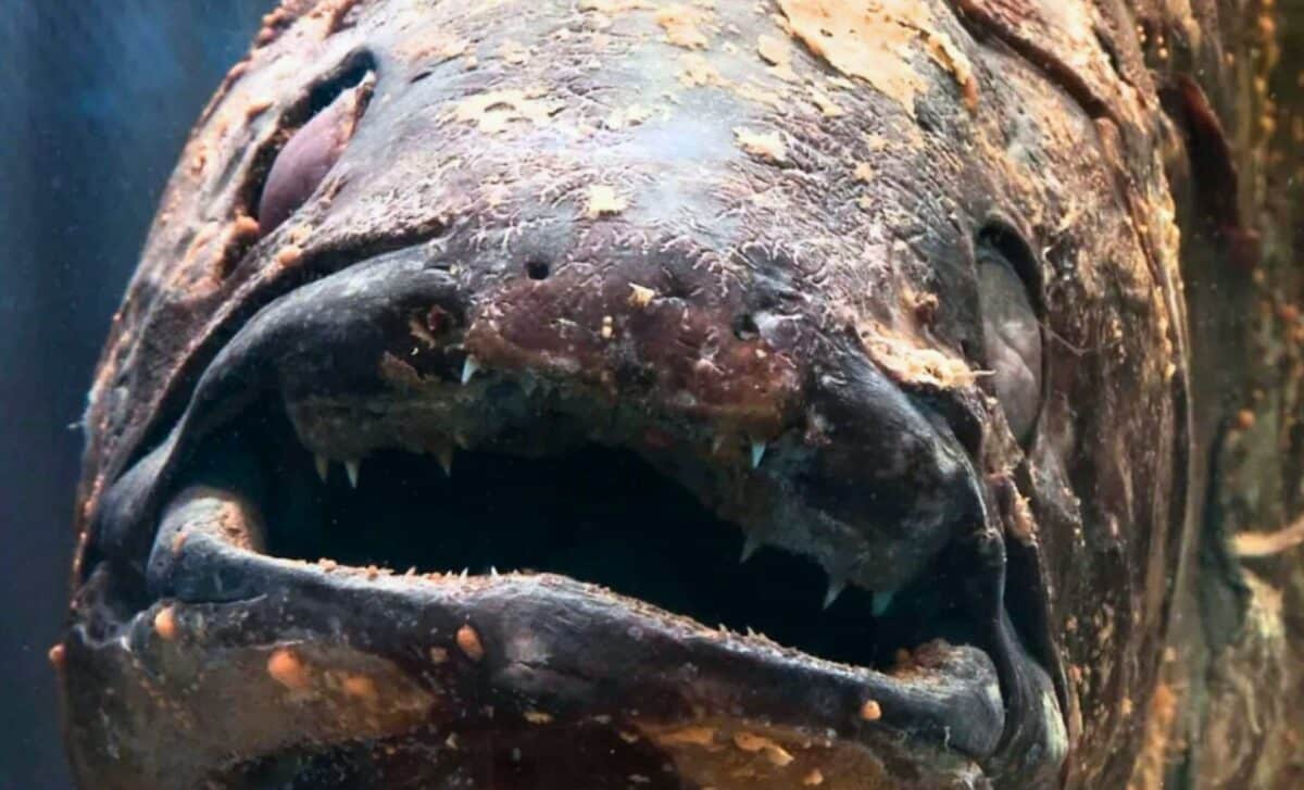 Featured image for Prehistoric Fish Thought Extinct Reappears Alive on Camera