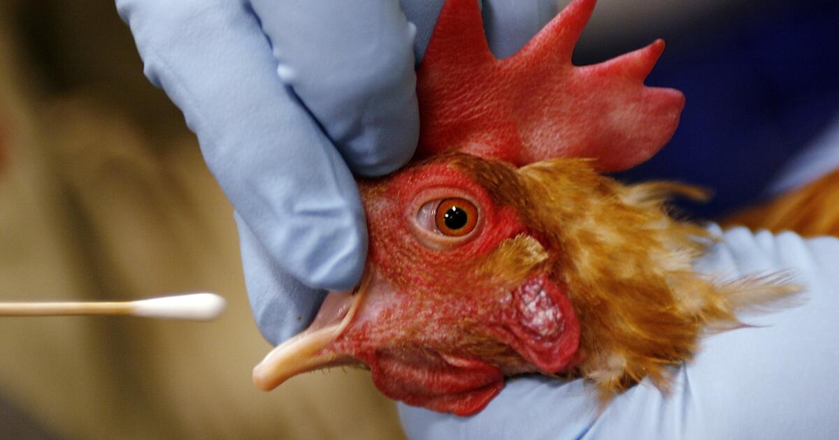 Featured image for California Child Suspected of Bird Flu with Unknown Source