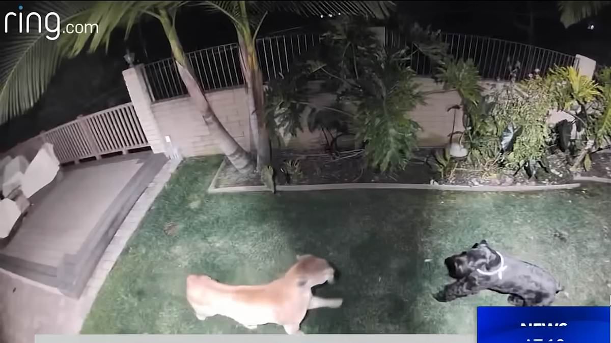 Brave Dog Holly Jolly Escapes Vicious Mountain Lion Attack