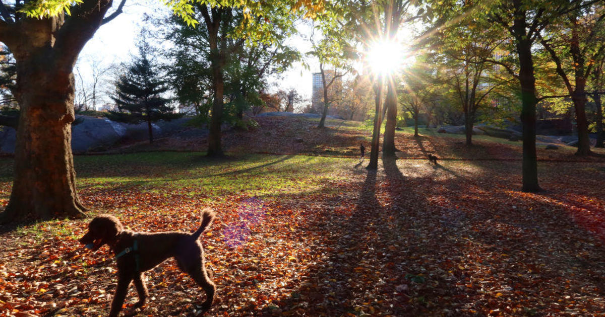 Central Park Dog Stabbed and Euthanized After Dispute.
