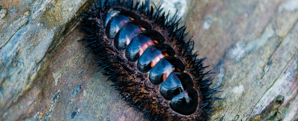 Featured image for "Unraveling the Enigma of the Sea Creature with Eyes Across Its Shell"