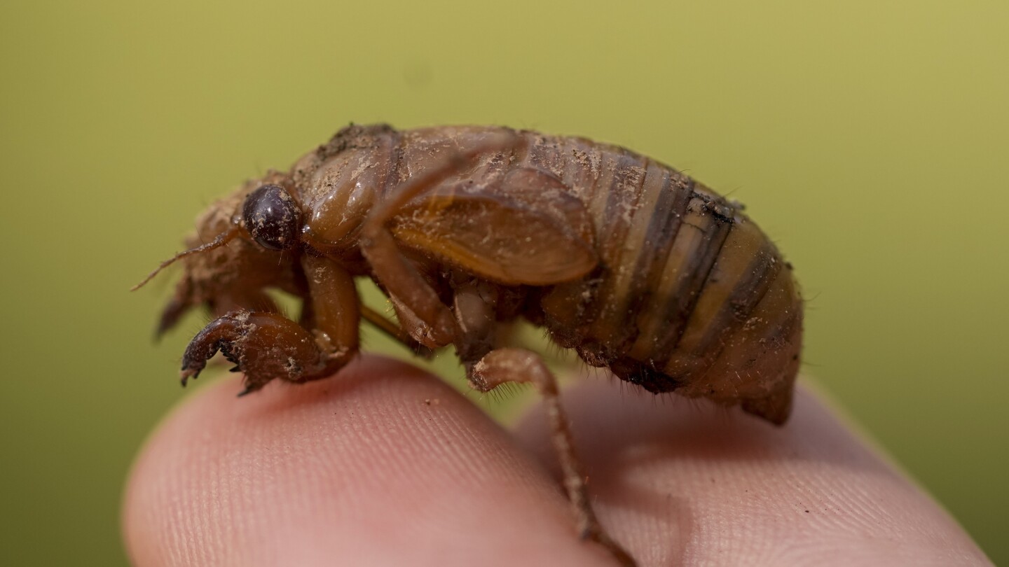 "Cicada Invasion: Trillions of Bugs Set to Emerge in Rare Double Brood Event"