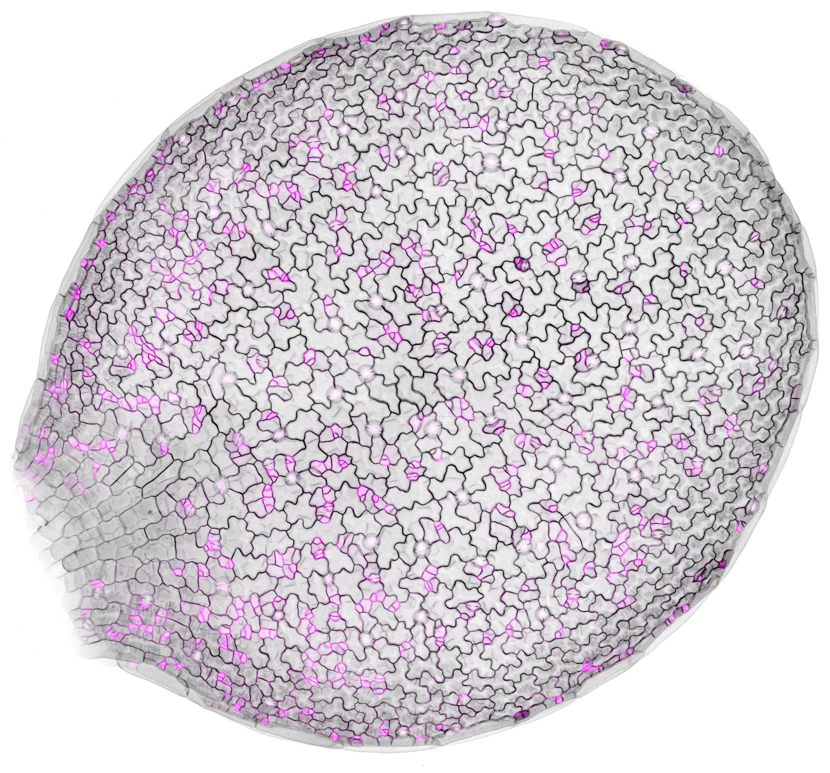 Featured image for Unveiling the Secrets of Plant Cell Division