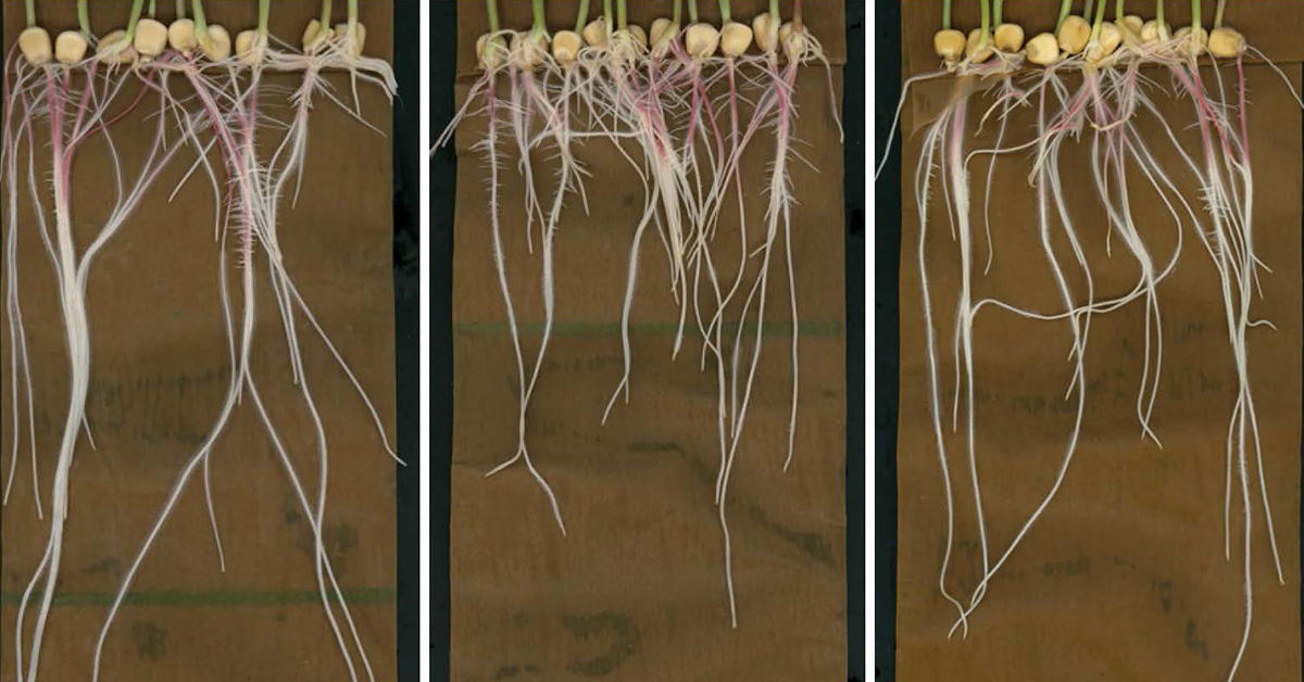 Featured image for Uncovering the Secret World of Plant Roots through Chemical Cartography.