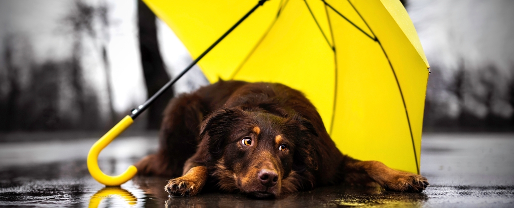 Similarities in Brain Wiring of Anxious Dogs and Humans Discovered