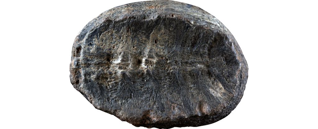 Featured image for Ancient Plant Fossil Unveiled as Rare Baby Turtle Fossil