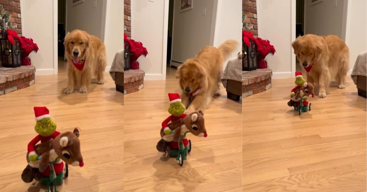 Golden Retriever Reacts to 'Mr. Grinch' Stealing Rudolph