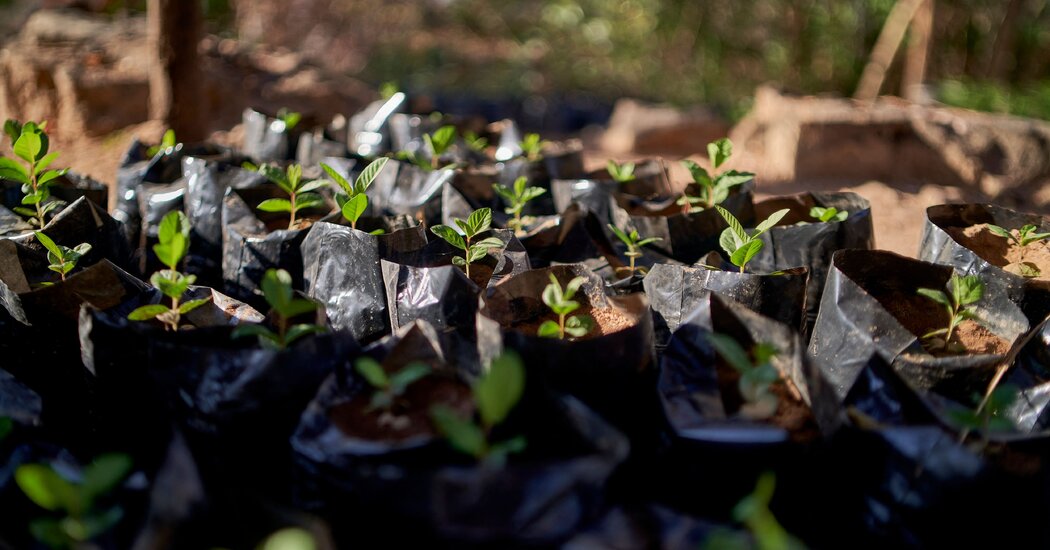 Featured image for "Biden Sets New Federal Guidelines for Carbon Offsets"