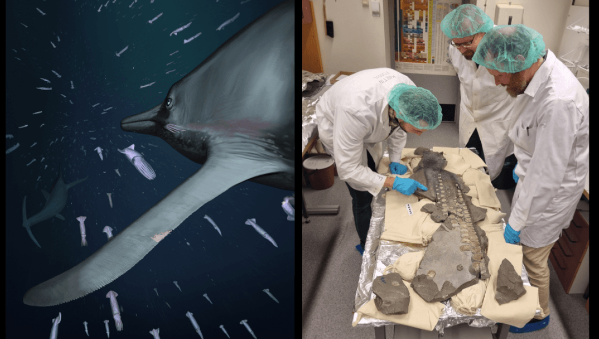 Featured image for Ancient Marine Reptile's Stealthy Hunting Tactics Unveiled