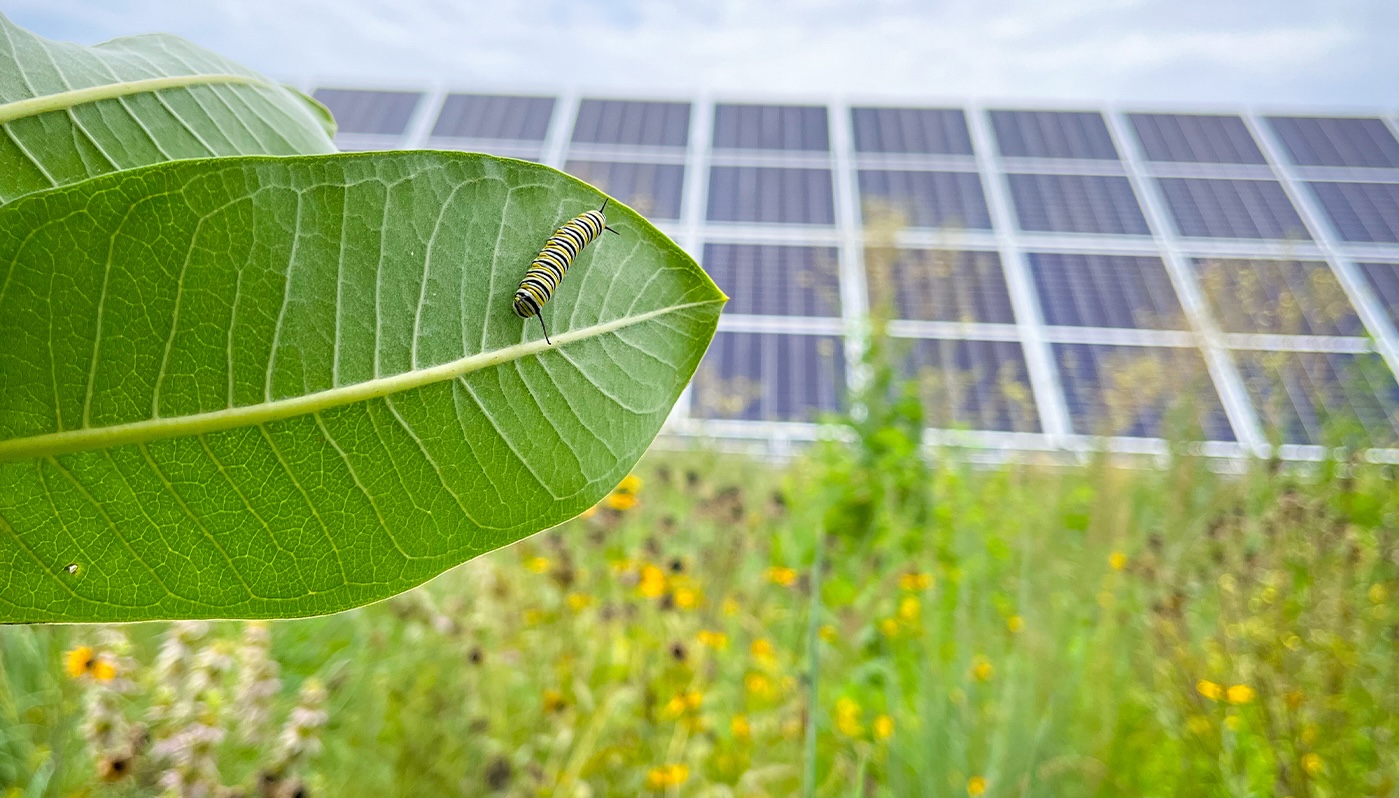 Featured image for "Solar Panels Boost Habitats and Farms with Agrivoltaics"