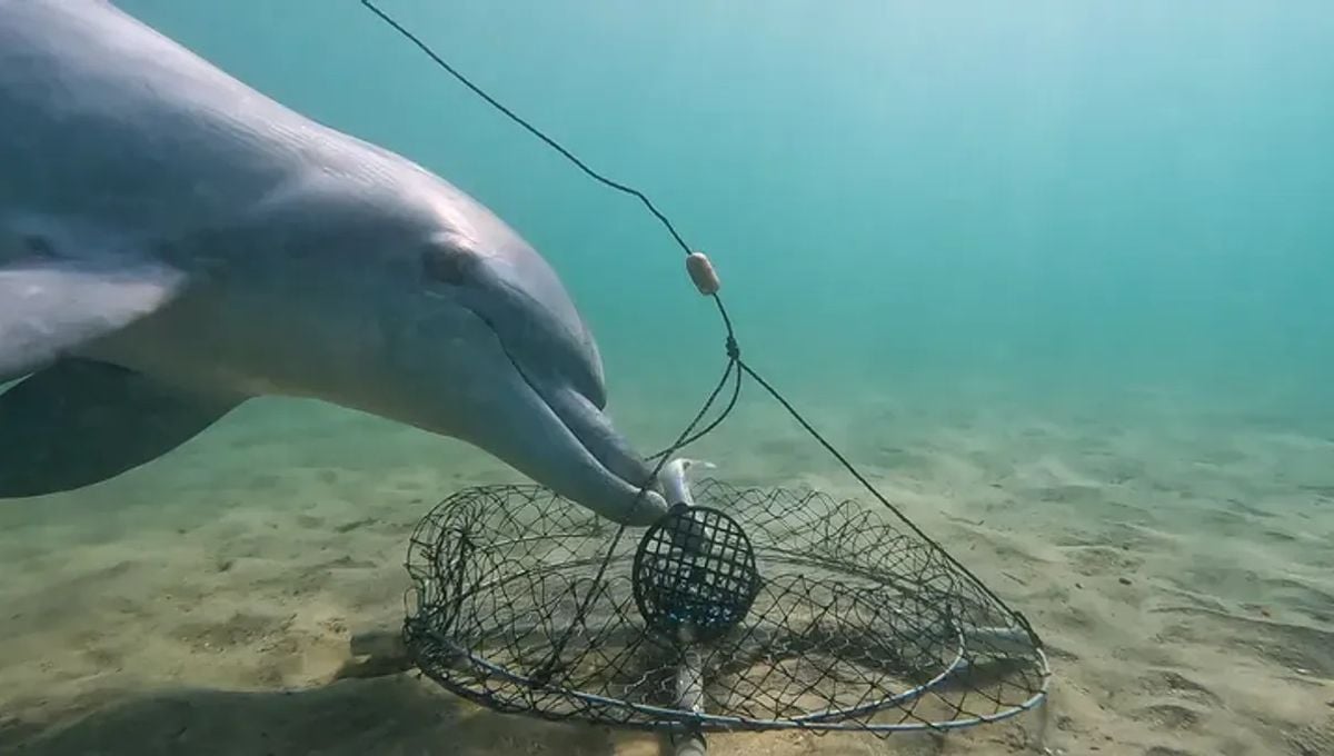 Dolphins Master the Art of Bait Theft from Crab Traps