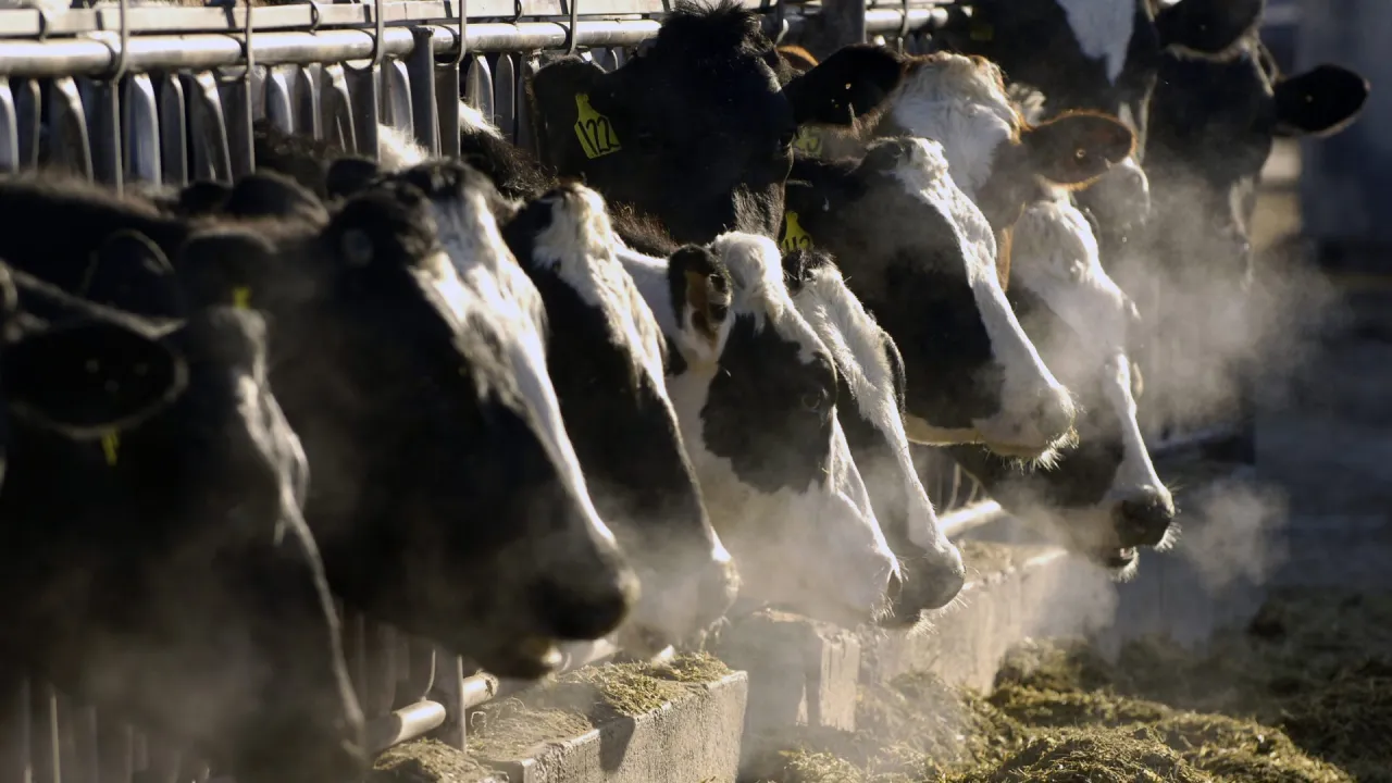 "Bird Flu Spreads to Humans with New Symptoms in Michigan"