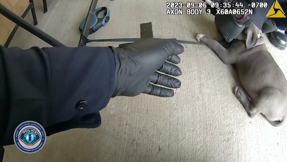 Puppy Saved with Overdose-Reversing Drug in California Fentanyl Scare