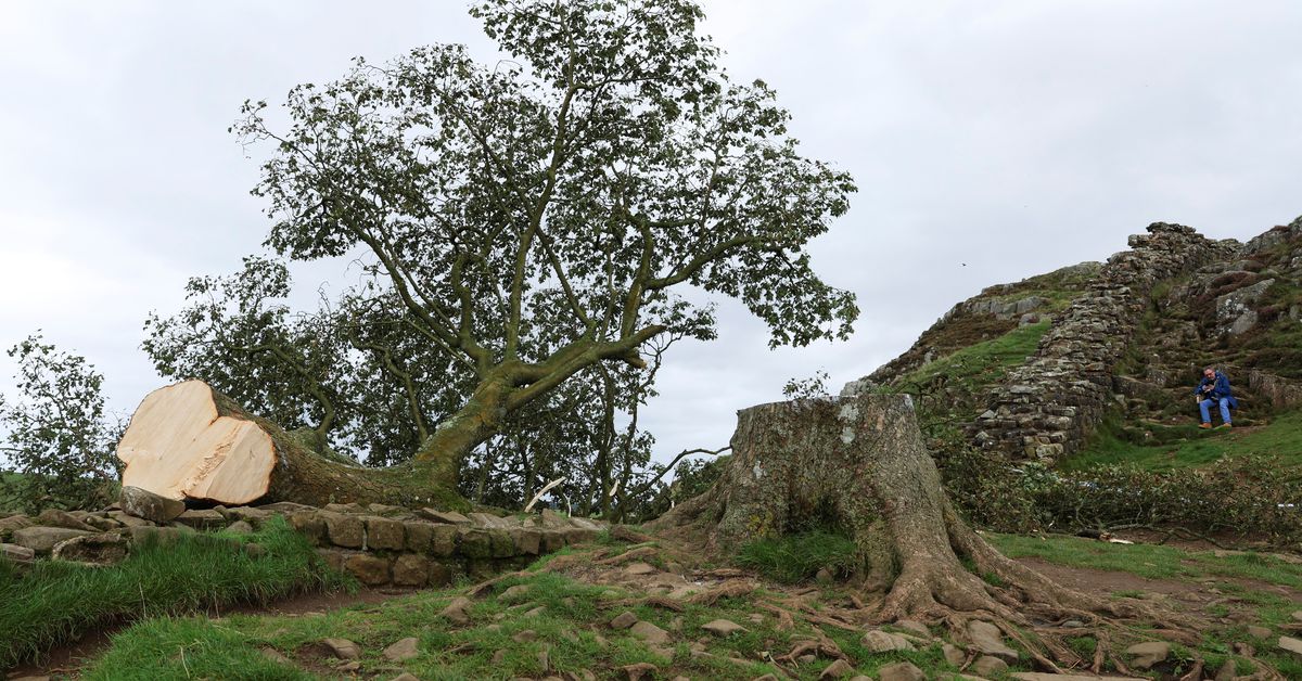 Featured image for Iconic Sycamore Gap tree at Hadrian's Wall intentionally destroyed