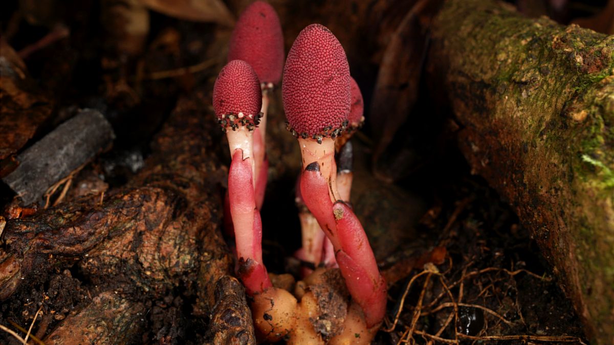 Featured image for Unusual Parasitic Plant Reshapes Nature's Rules